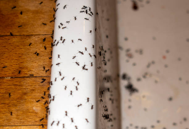 Bethany, MO Pest Control Company